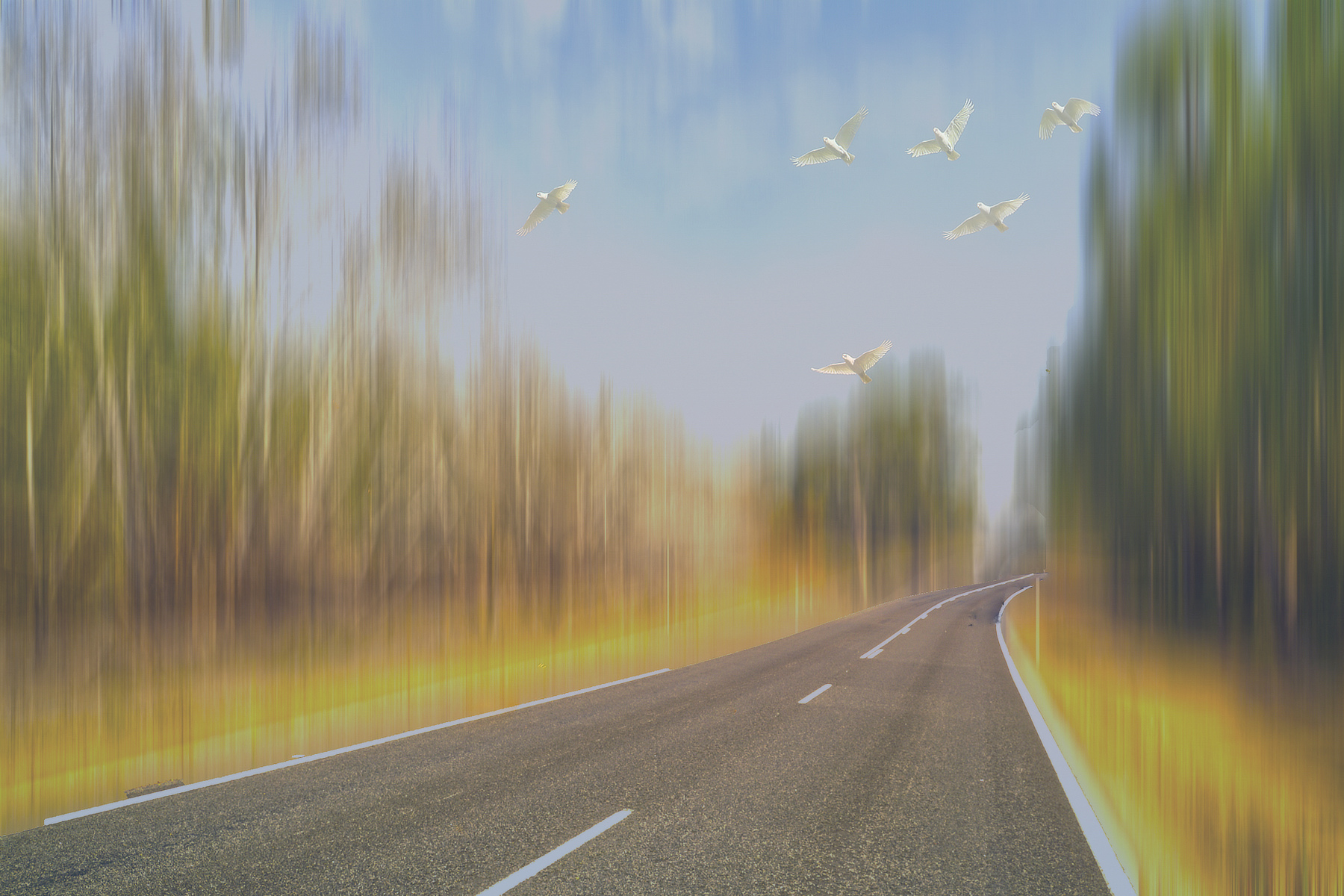 Where Stillness Take Flight