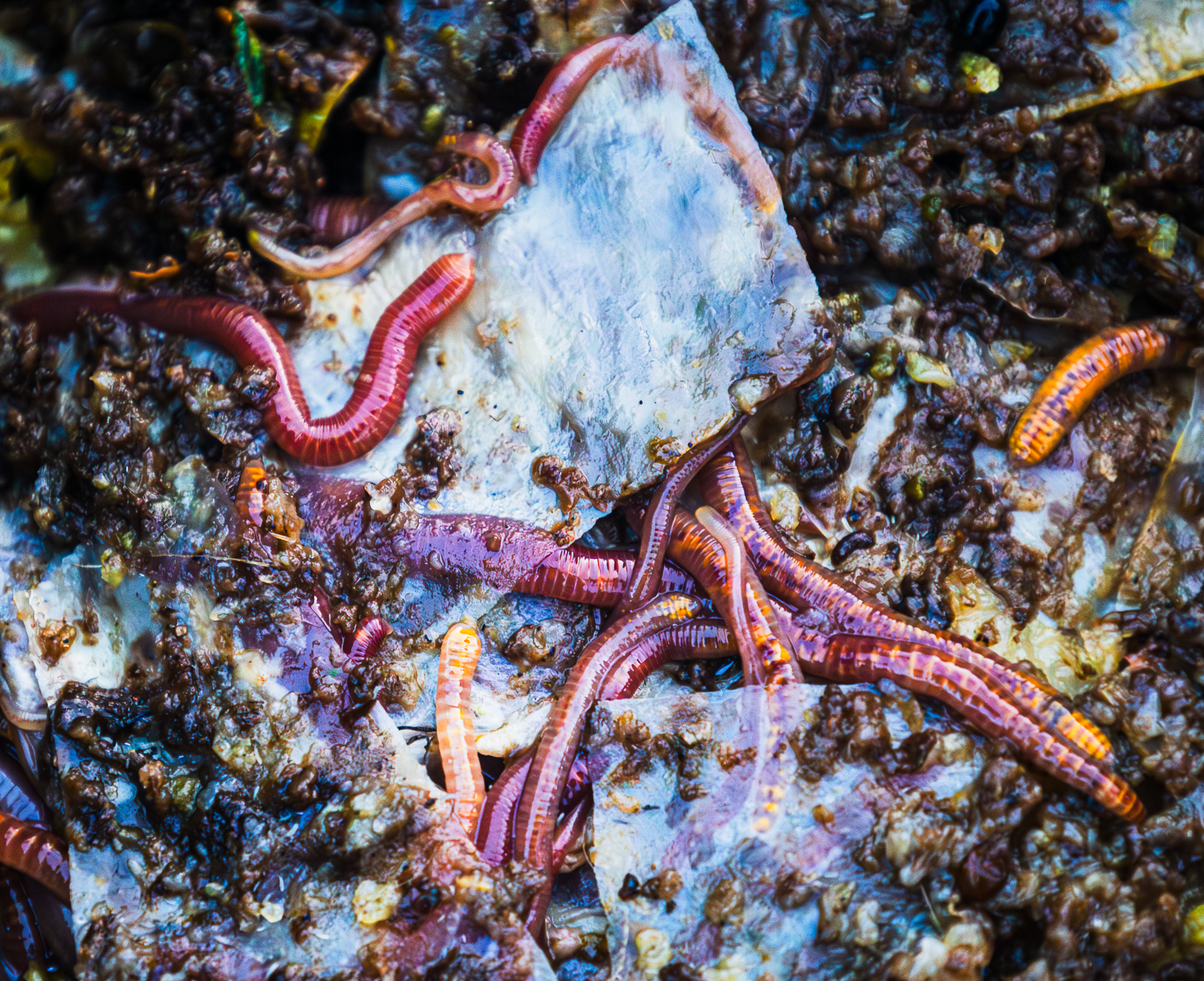 Worms Galore