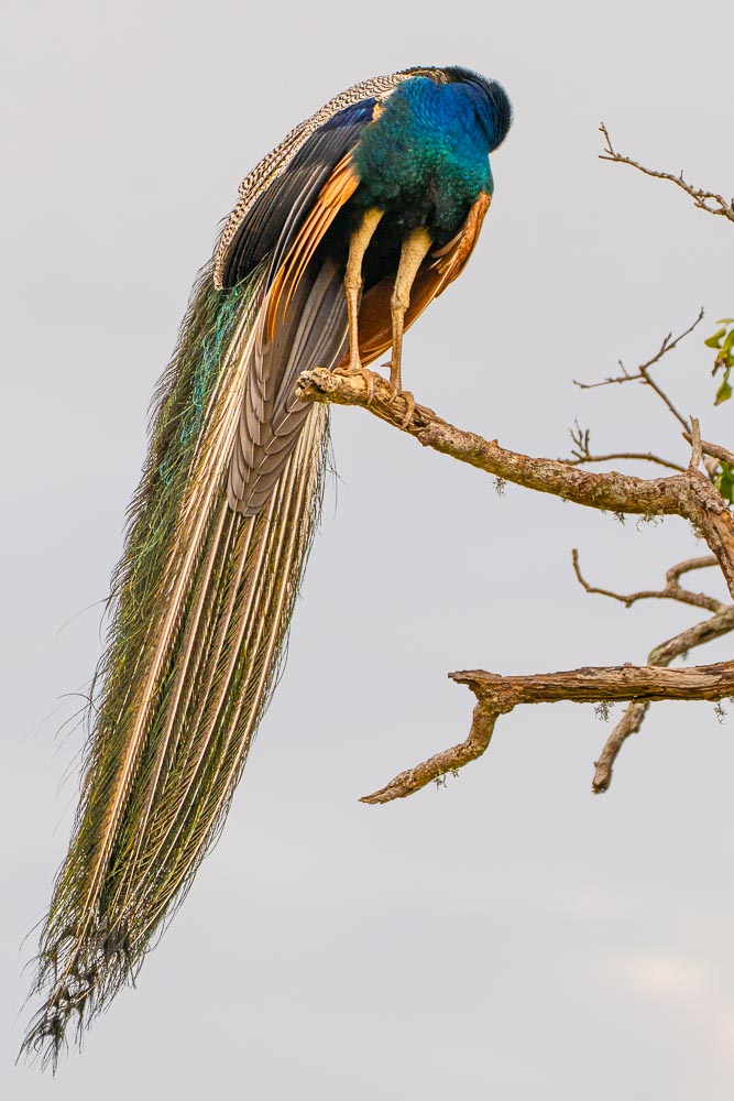Elegance on the Edge