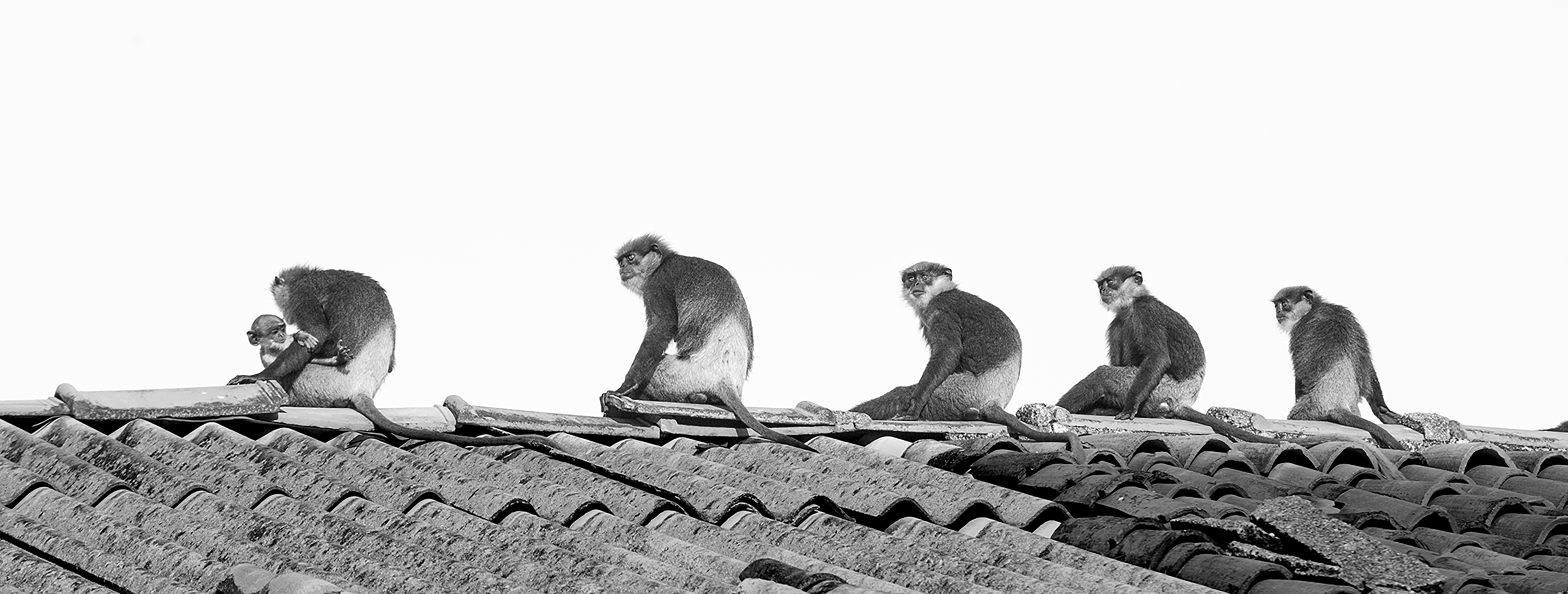 The Guardians