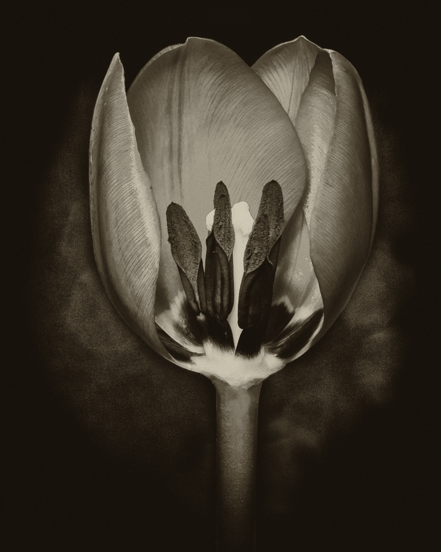 The Beauty Within