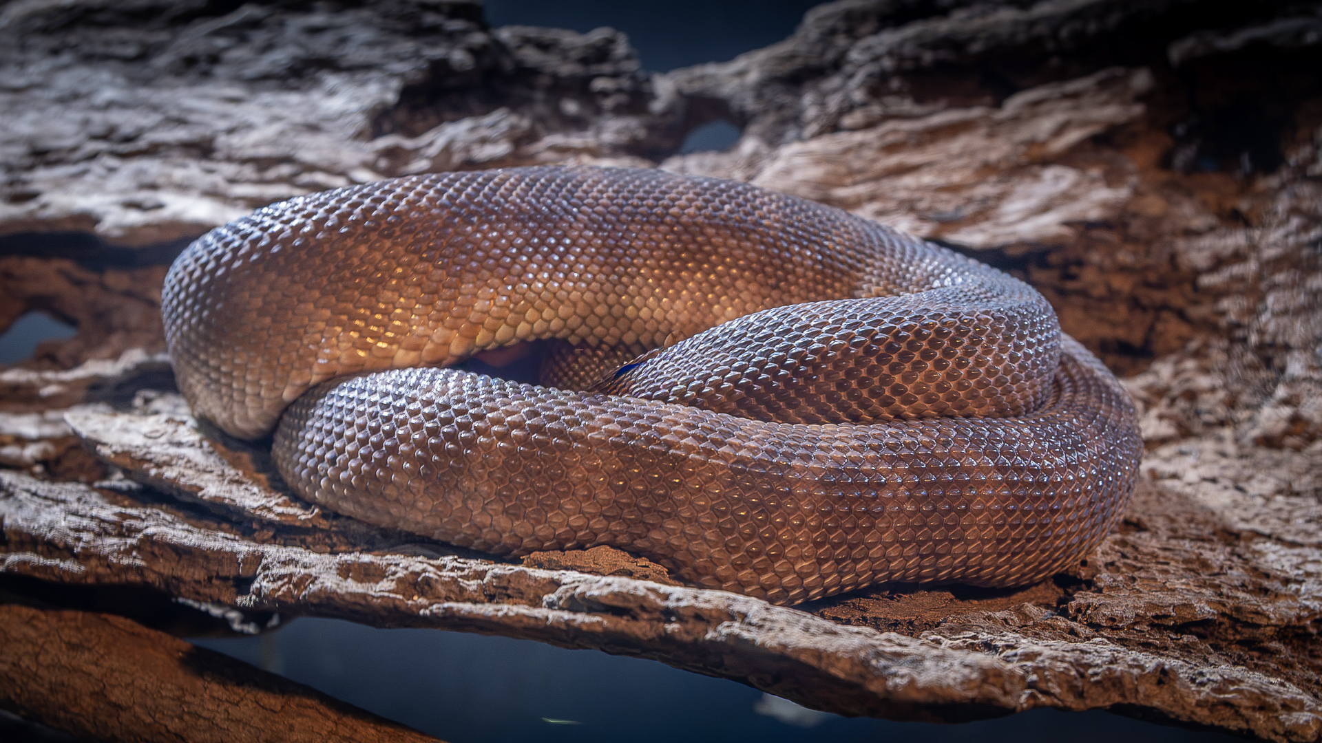 Sleeping Snake