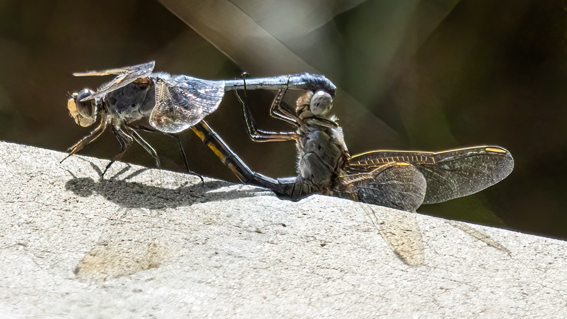 Mating Dragonflies