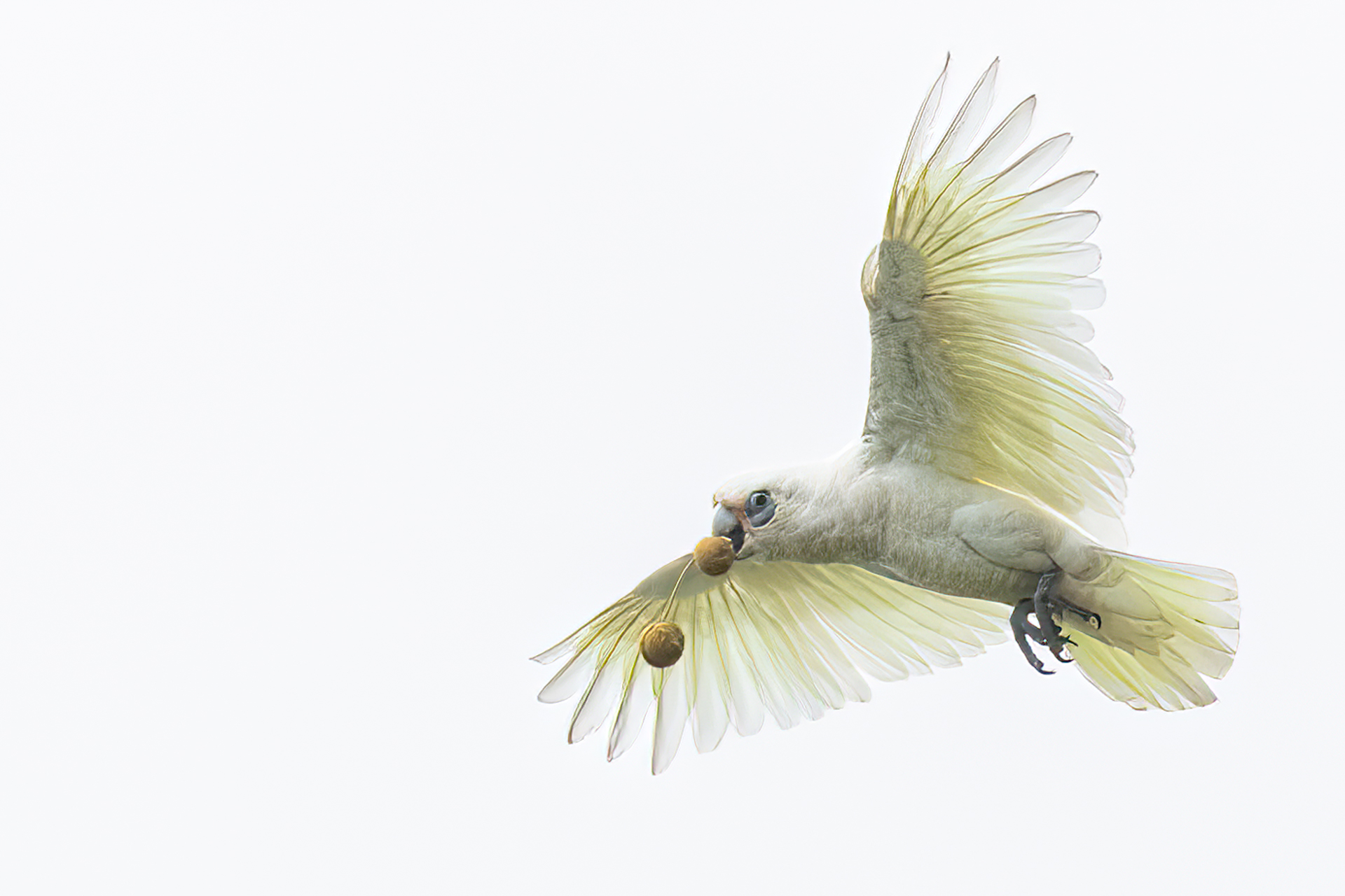 Corella