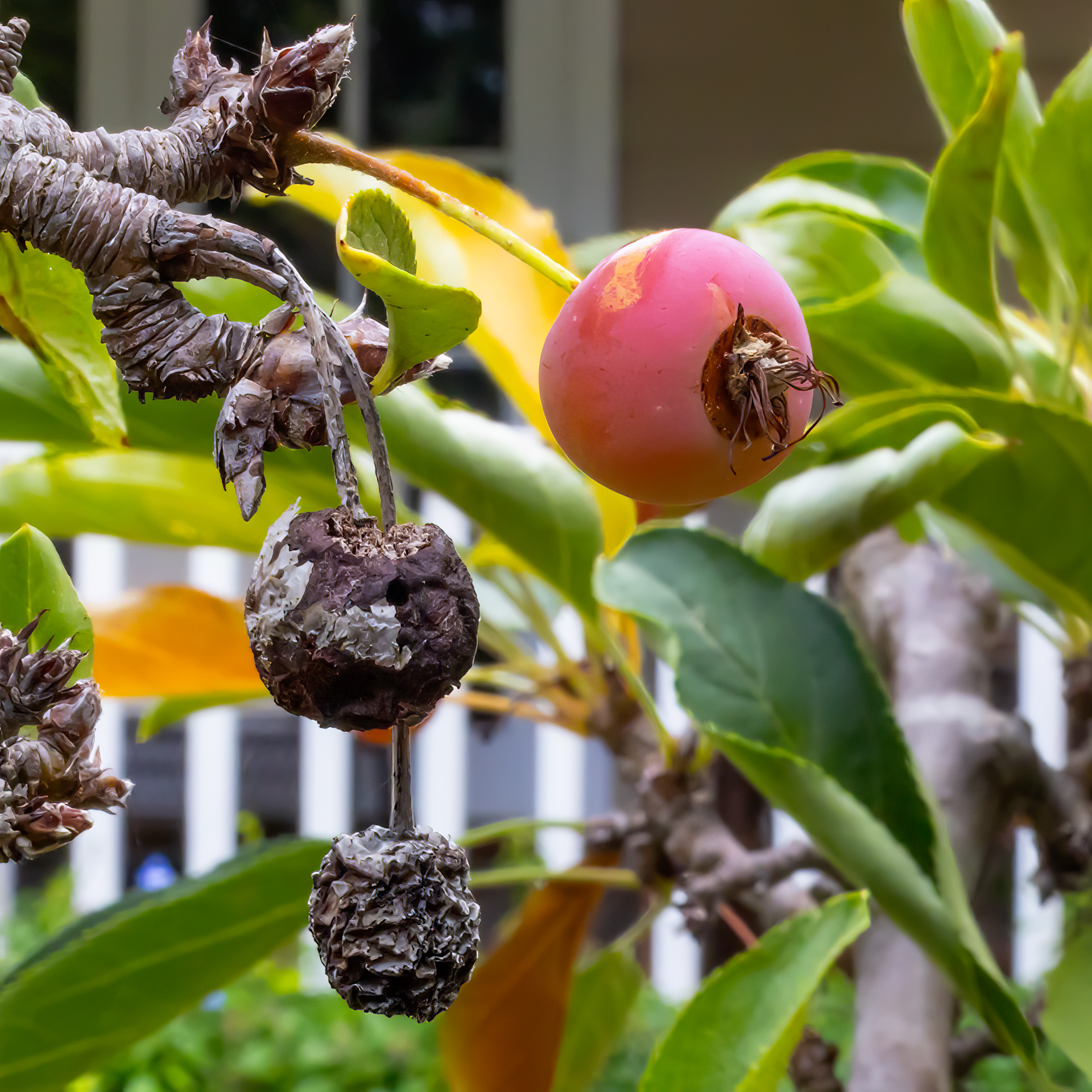 Crab Apple Life and Death
