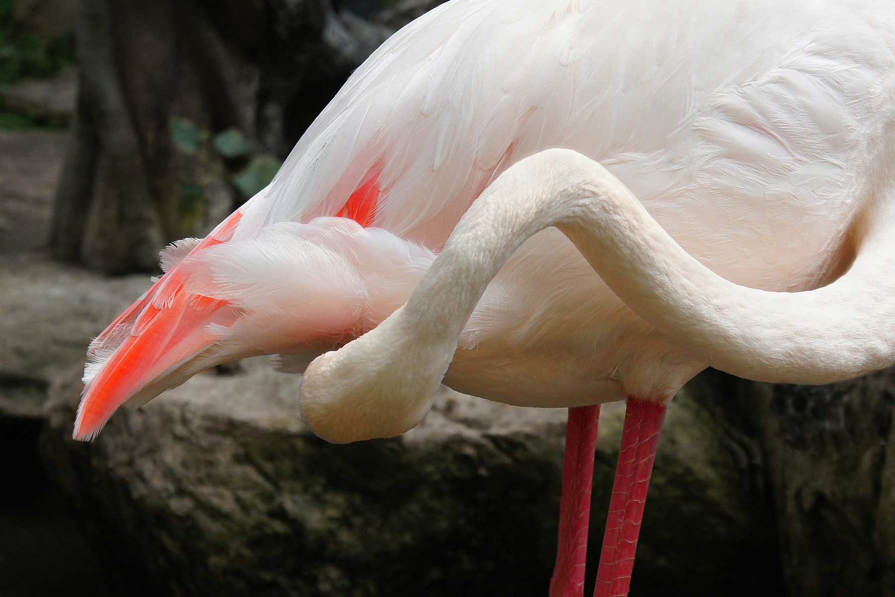 Flamingo Tail