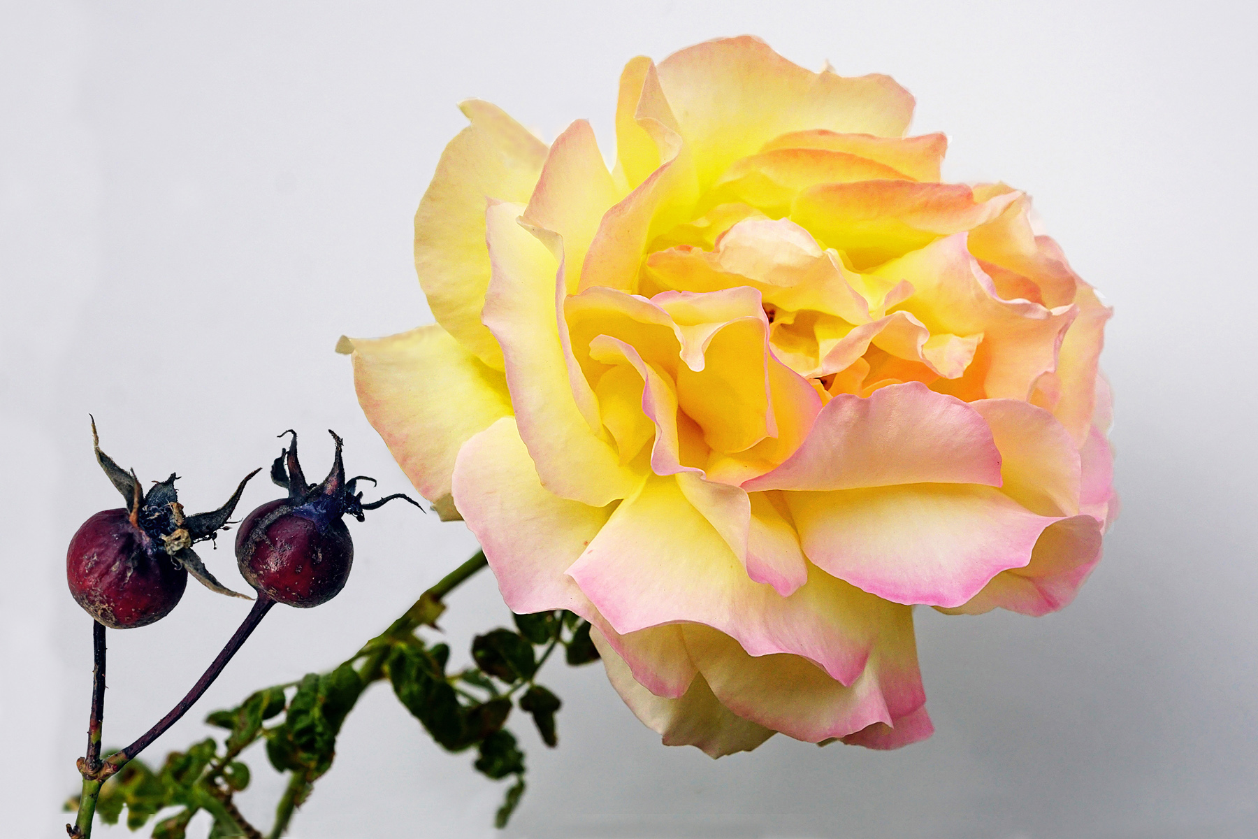 Rose Reborn